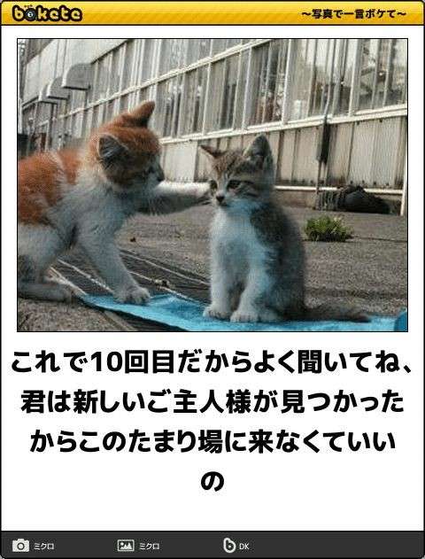 何度見ても秀逸だと思う「bokete」を貼っていくトピpart3