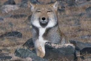 子供や孫の写真を見せて来る人