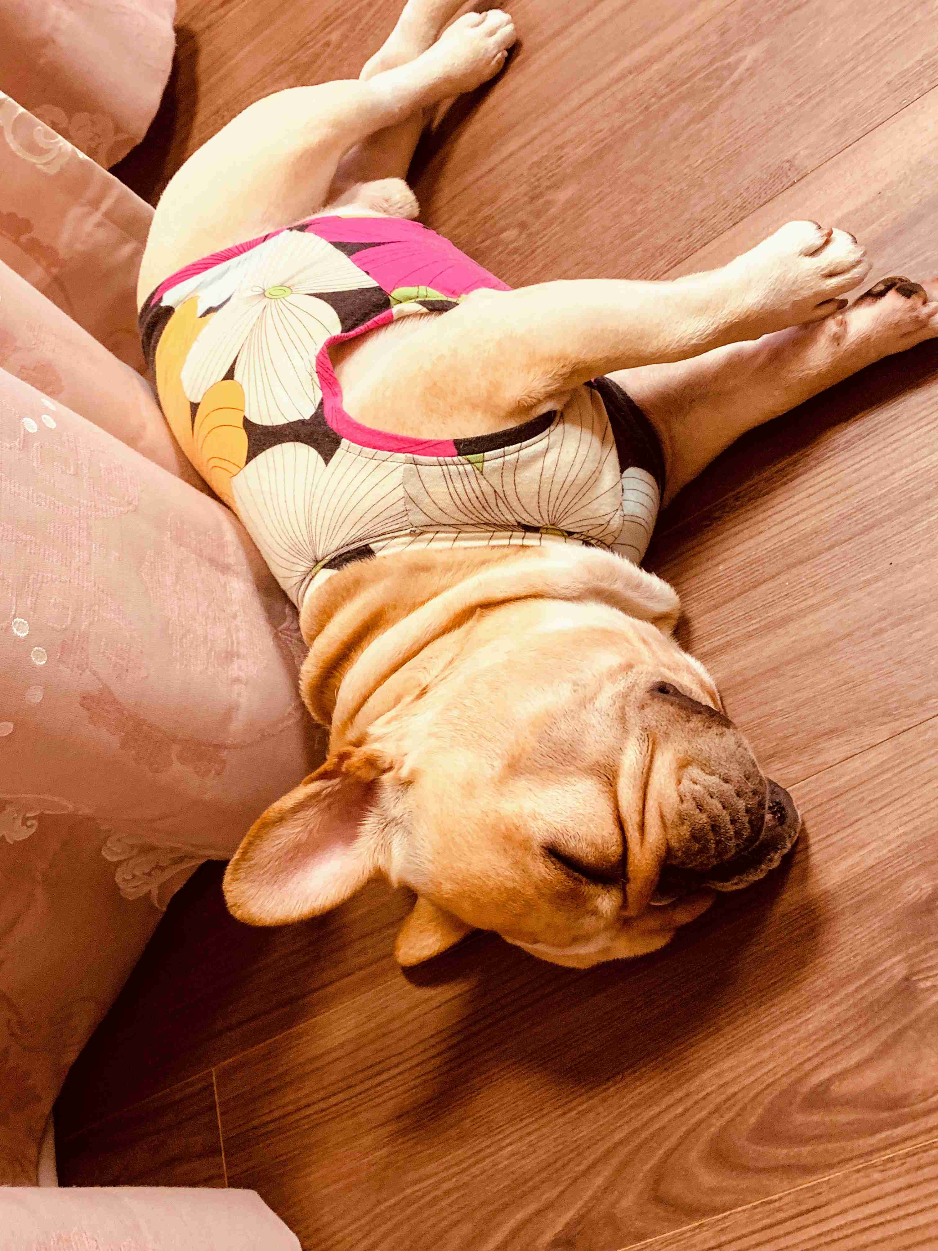 犬を飼って諦めた事