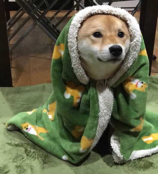 犬を飼って諦めた事