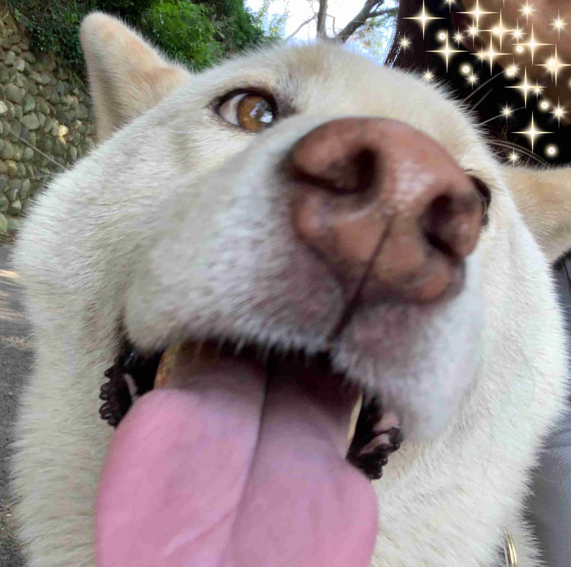 犬を飼って諦めた事