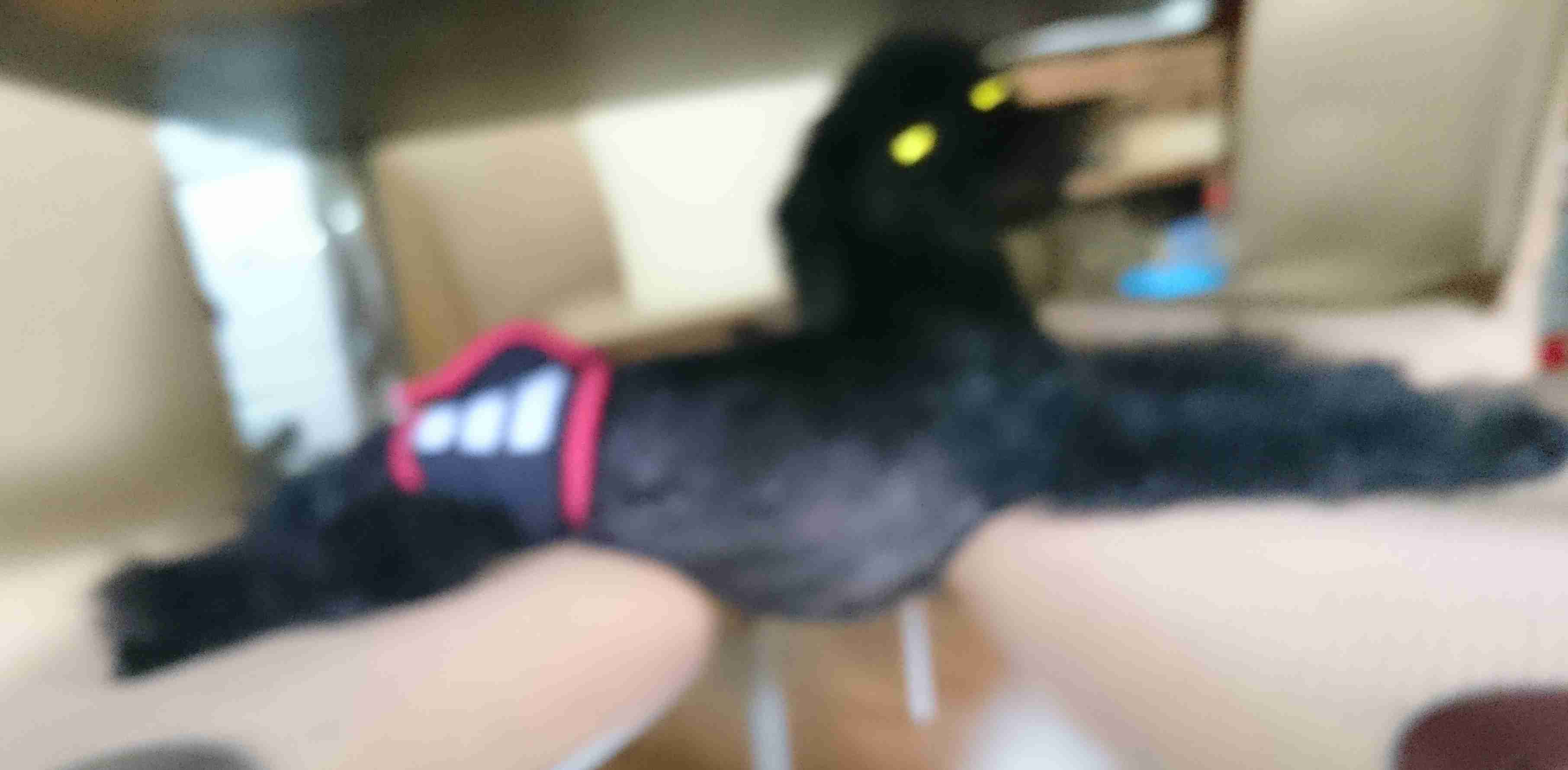 犬を飼って諦めた事