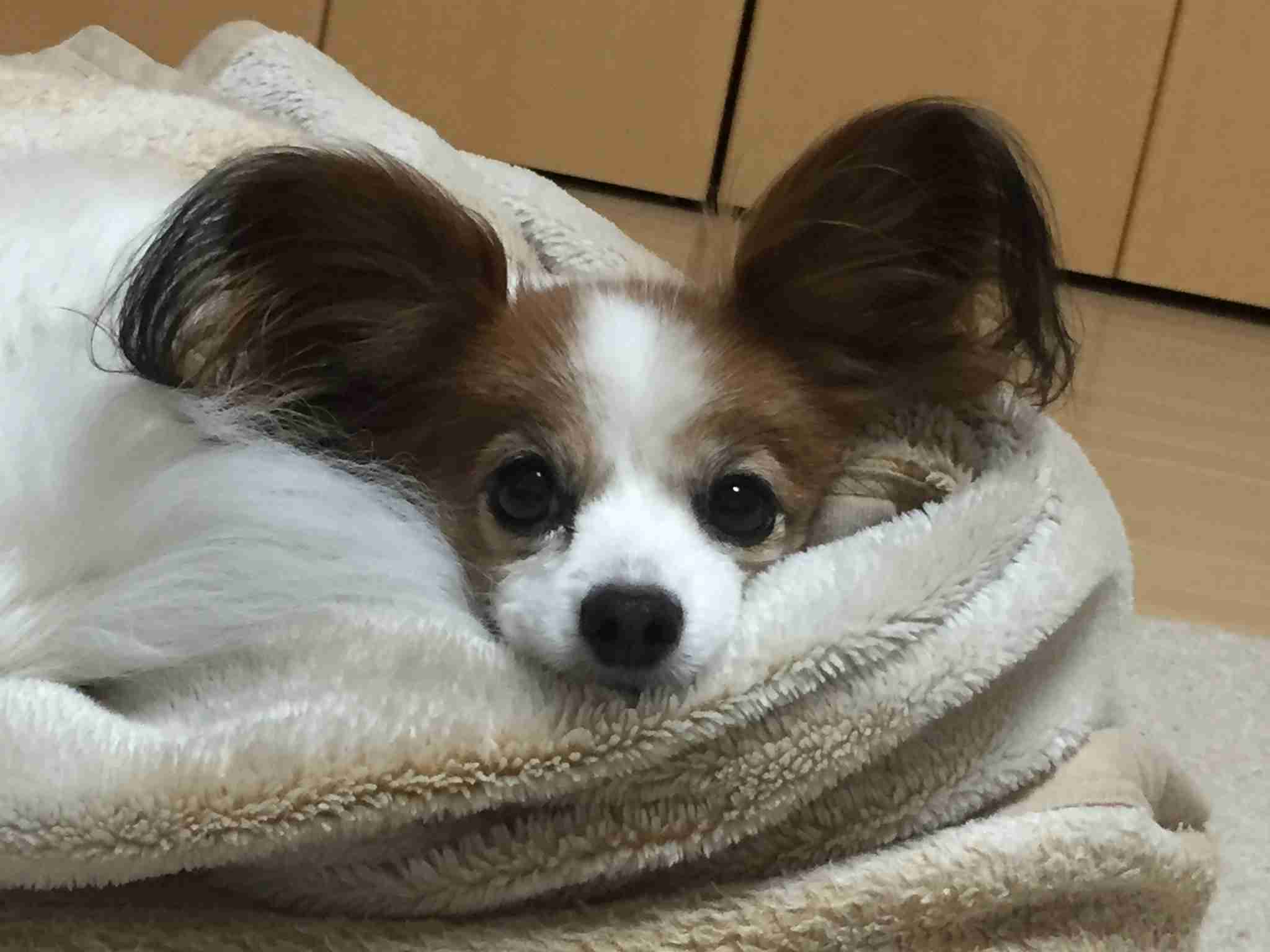犬を飼って諦めた事