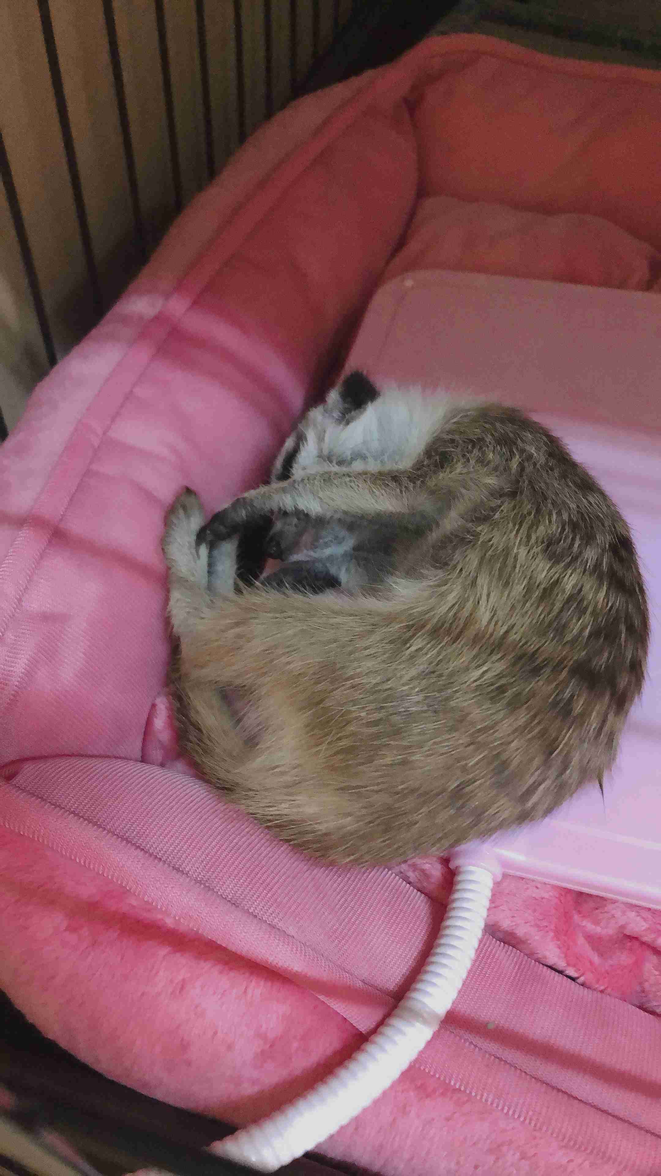 今 飼ってる ペットを紹介するトピ！