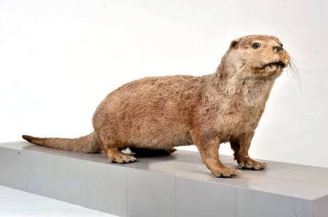 絶滅した動物の画像を貼るトピ