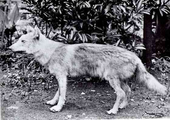 絶滅した動物の画像を貼るトピ