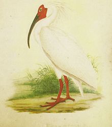 絶滅した動物の画像を貼るトピ