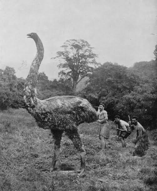 絶滅した動物の画像を貼るトピ