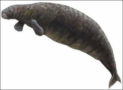 絶滅した動物の画像を貼るトピ