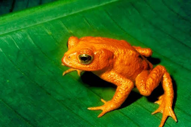絶滅した動物の画像を貼るトピ