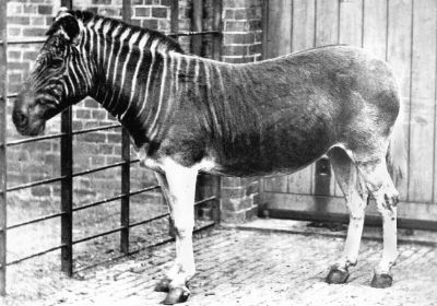 絶滅した動物の画像を貼るトピ