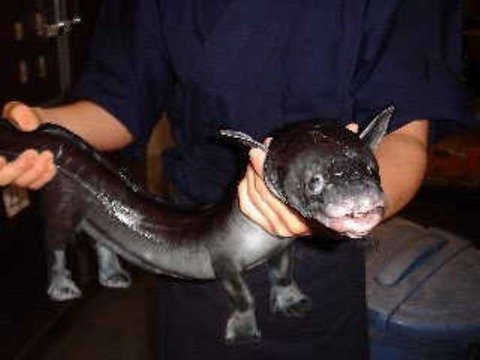 絶滅した動物の画像を貼るトピ