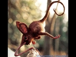 絶滅した動物の画像を貼るトピ