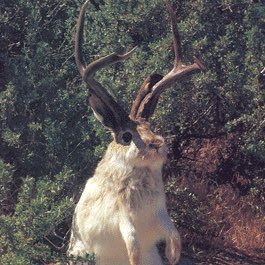 絶滅した動物の画像を貼るトピ