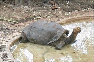 絶滅した動物の画像を貼るトピ