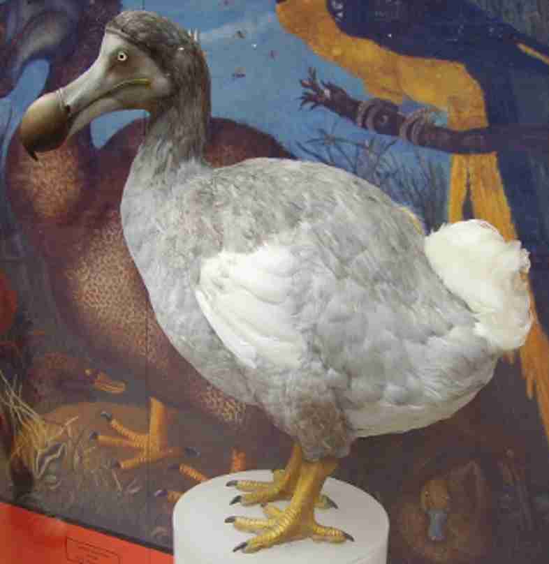 絶滅した動物の画像を貼るトピ