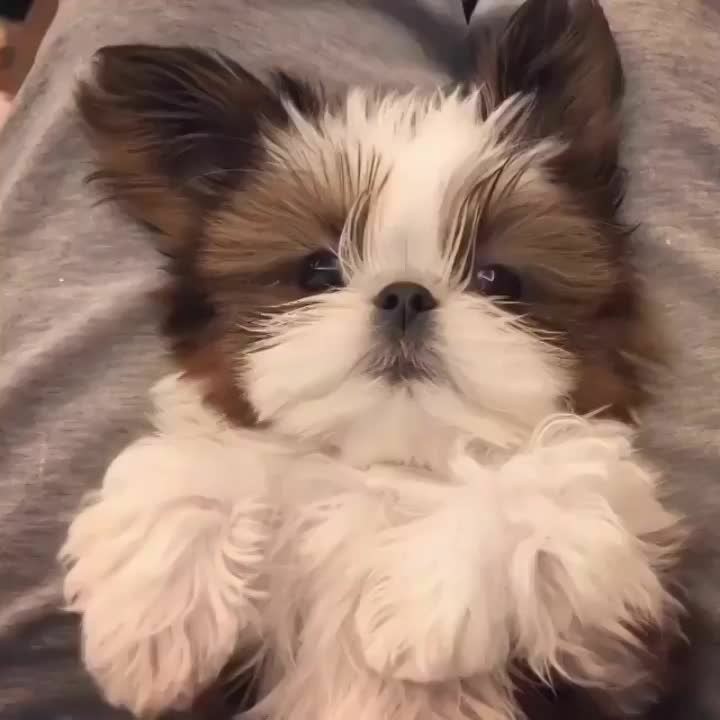 犬猫と寝てる皆さま