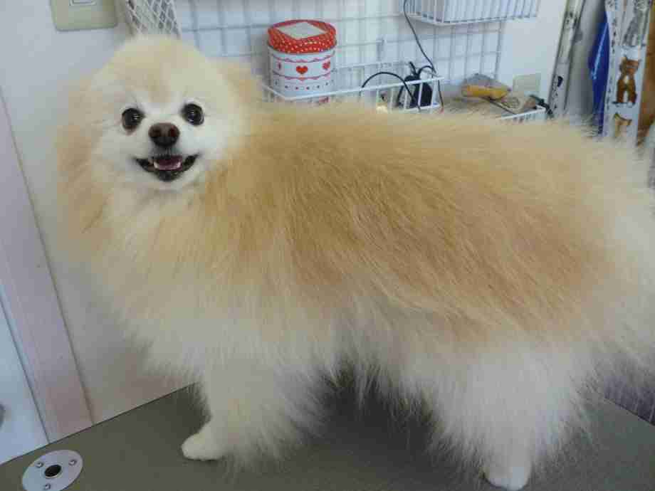 犬猫と寝てる皆さま
