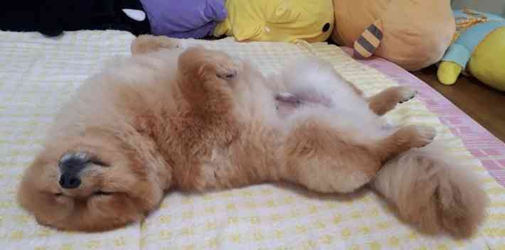 犬猫と寝てる皆さま