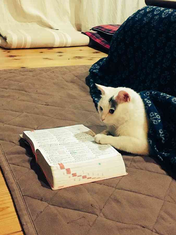 犬猫と寝てる皆さま
