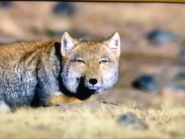 【架空サスペンス】名探偵ガル子の湯けむり殺人事件