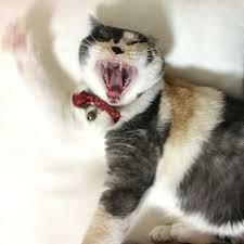 ガルちゃんをやっていることを秘密にしている人