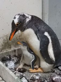 死産のアザラシ、別の赤ちゃんを「略奪」　異例の子育て