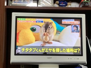 「ゴールデンカムイ」人気投票!!