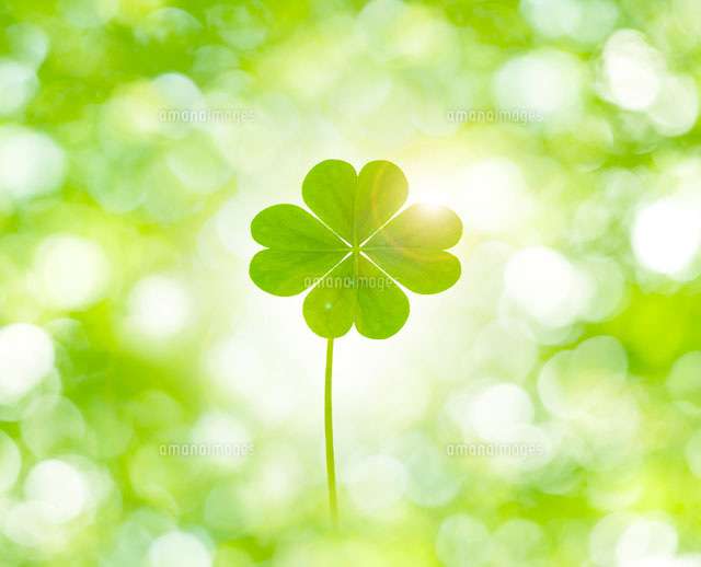 【願い事】みんなで幸せになろう🍀
