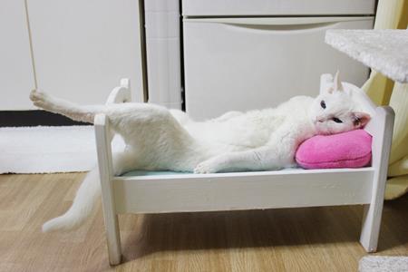 笑える画像に笑えるセリフをつけてみるトピ