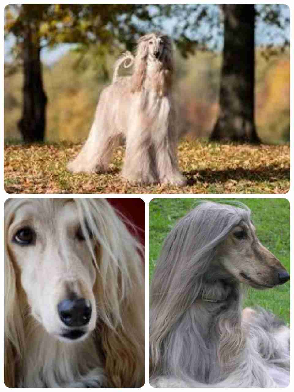 大型犬が好きな人