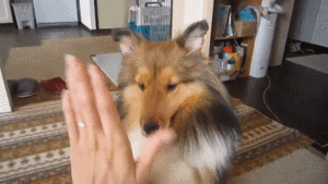 大型犬が好きな人