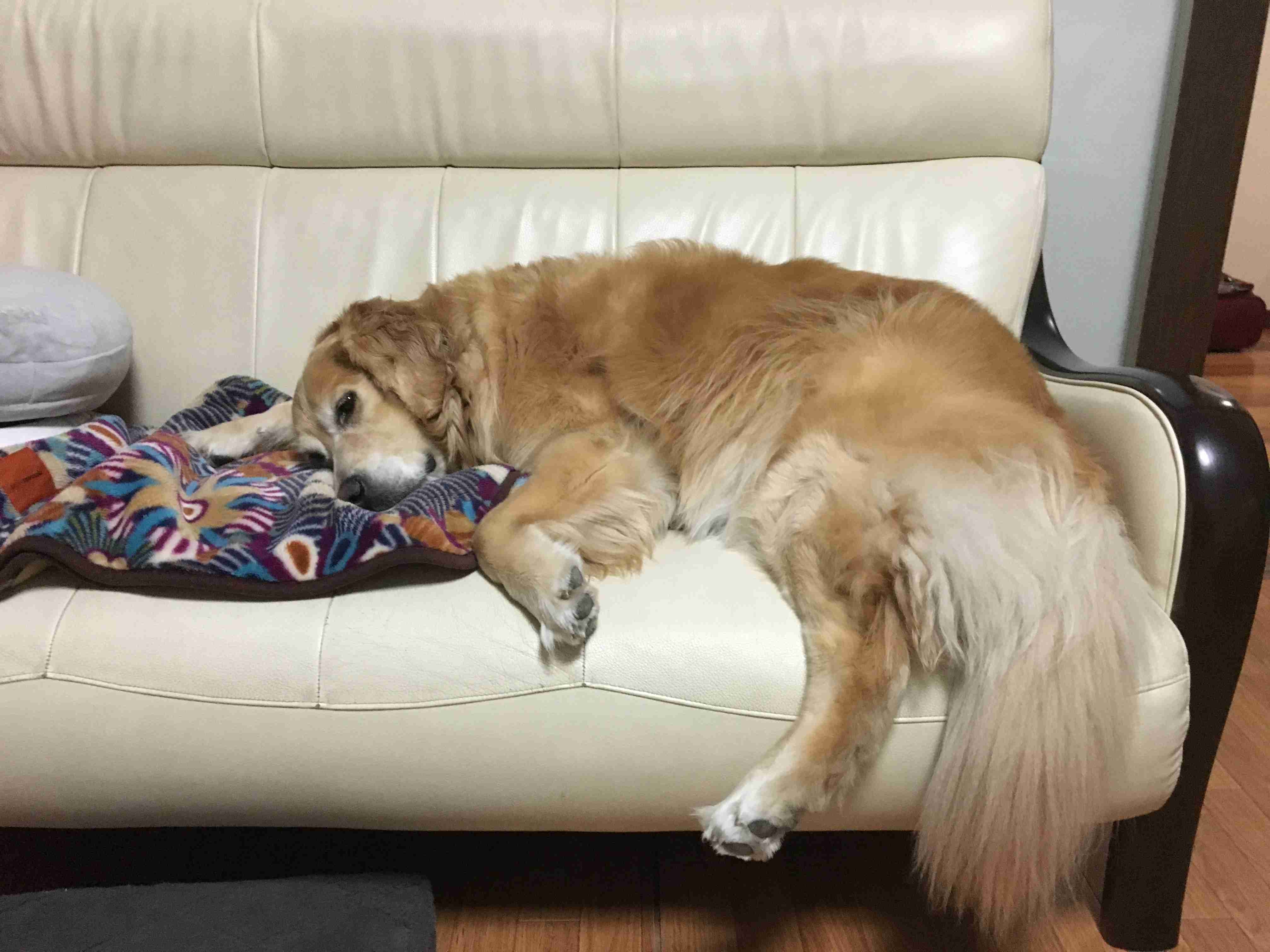 大型犬が好きな人