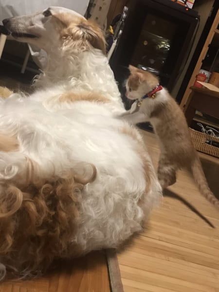 大型犬が好きな人