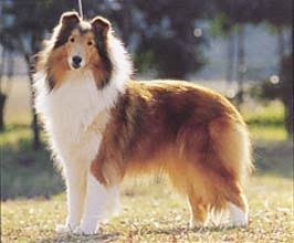 大型犬が好きな人