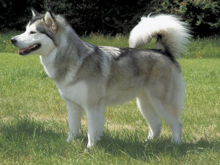 大型犬が好きな人