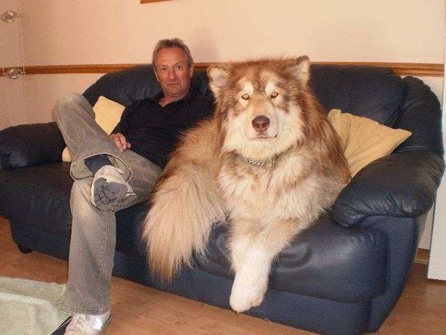 大型犬が好きな人