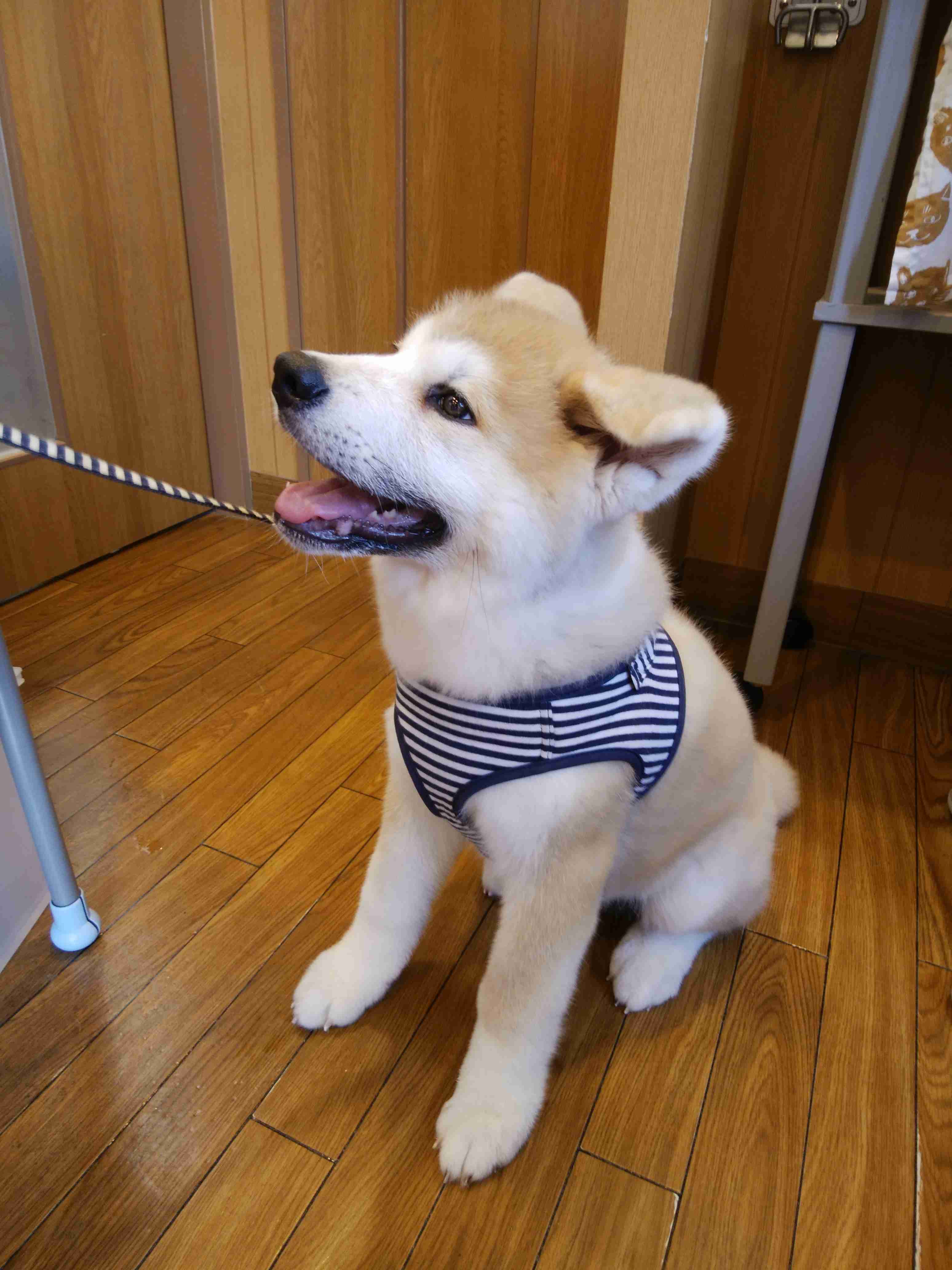 大型犬が好きな人