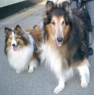 大型犬が好きな人