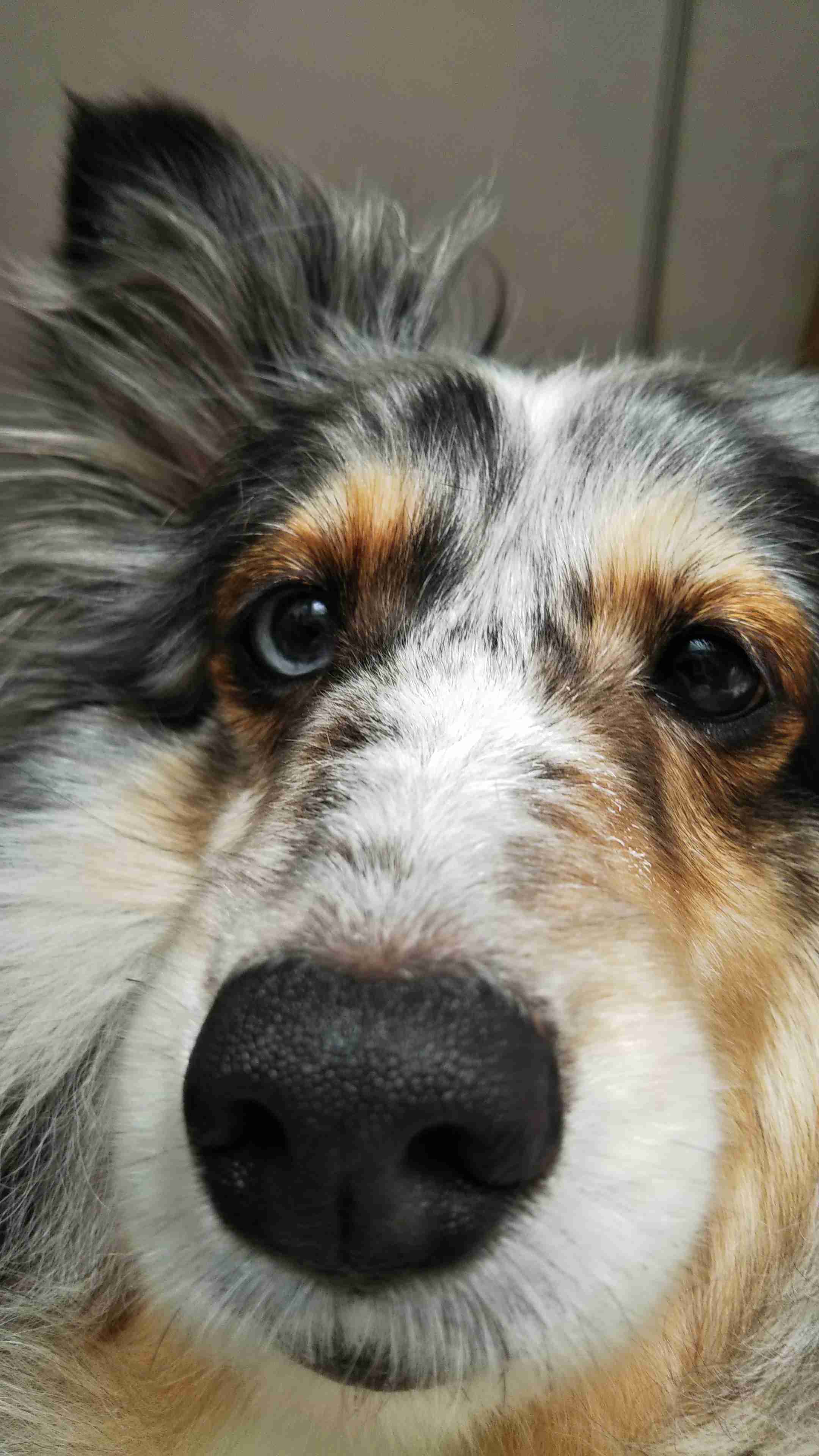 大型犬が好きな人