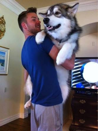 大型犬が好きな人