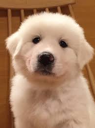 大型犬が好きな人