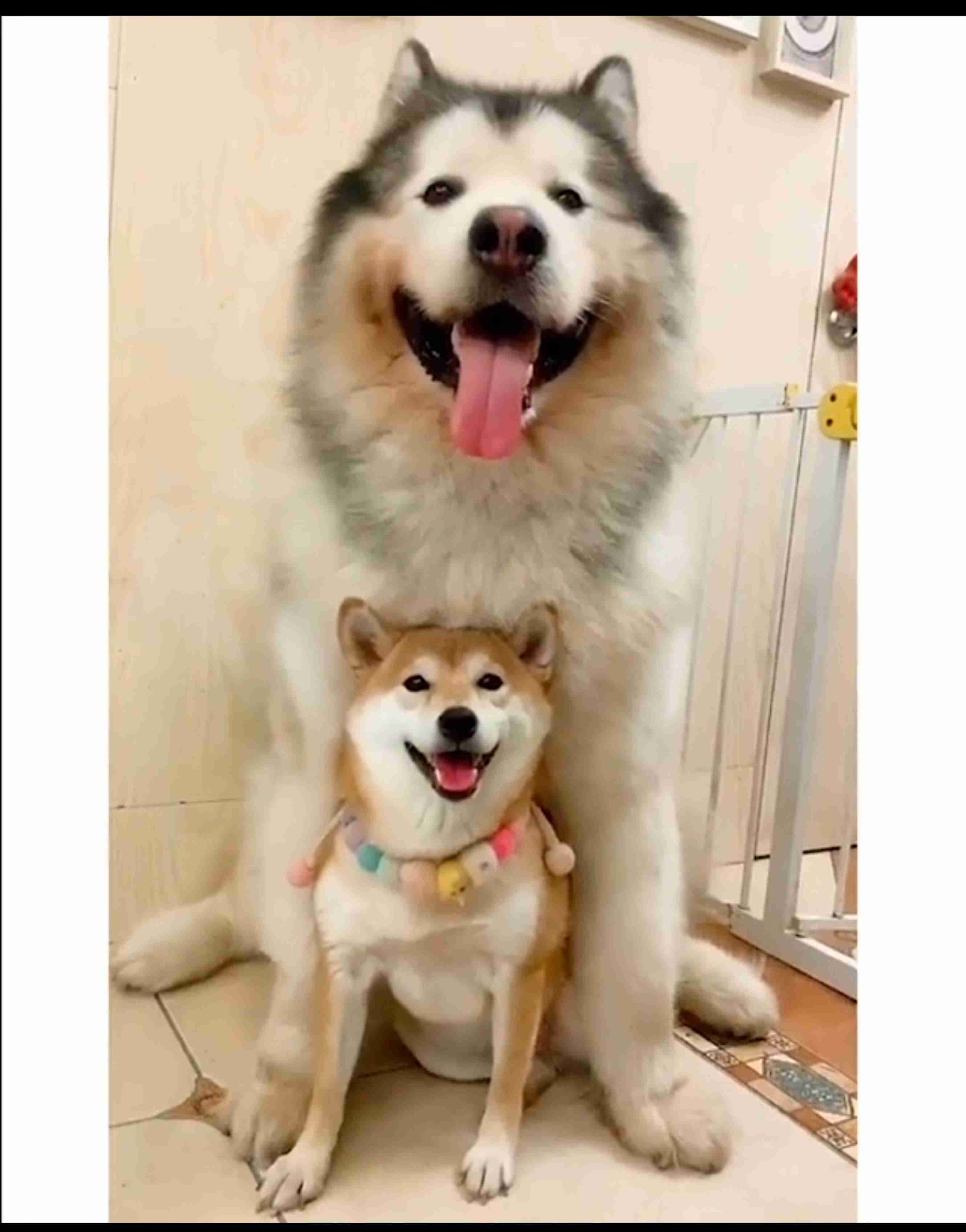 大型犬が好きな人