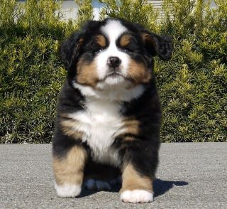 大型犬が好きな人
