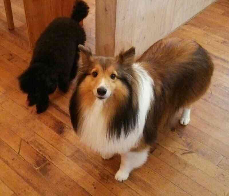 大型犬が好きな人