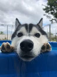 大型犬が好きな人