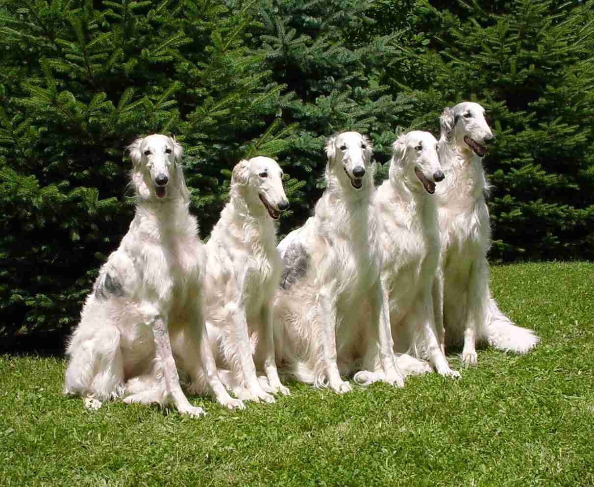大型犬が好きな人