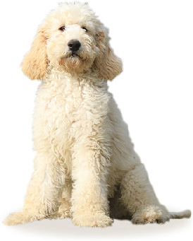 大型犬が好きな人
