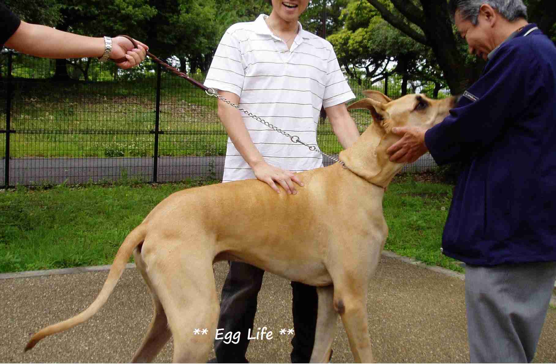 大型犬が好きな人