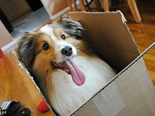 大型犬が好きな人